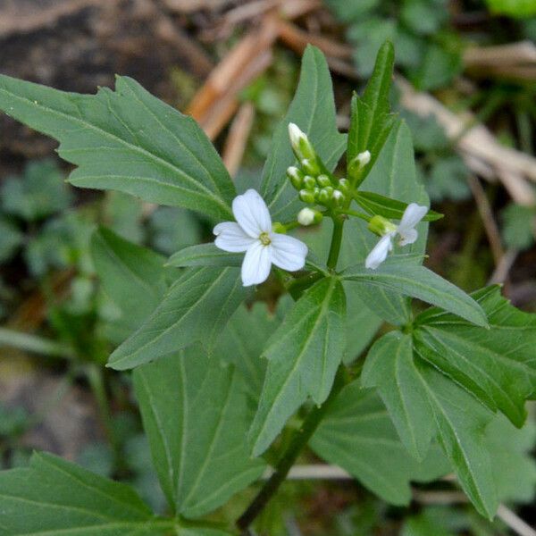 Cardamine angulata Habit