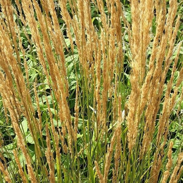 Calamagrostis stricta Blodyn