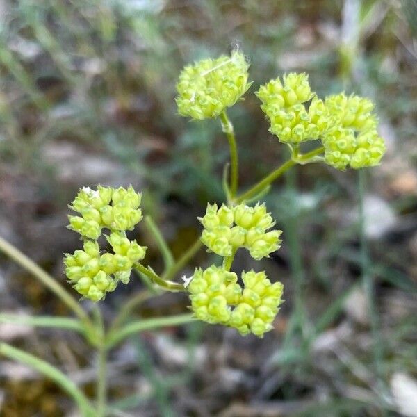 Valeriana coronata Blodyn