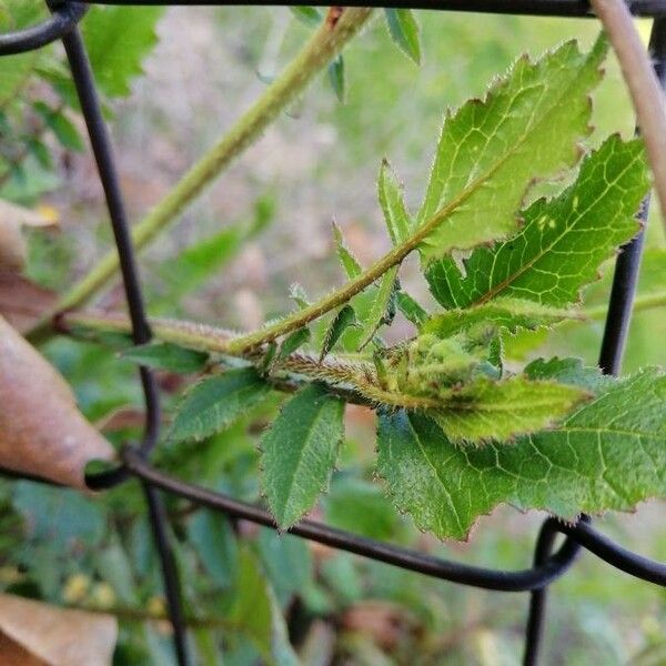 Eruca vesicaria Blad