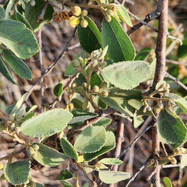 Grewia bicolor Листок