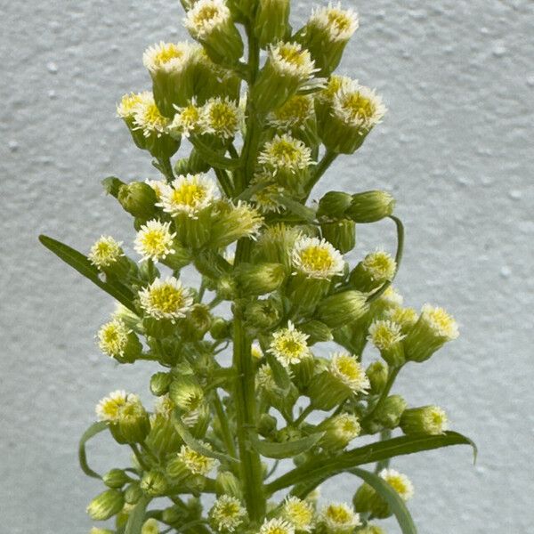 Erigeron canadensis Blomst