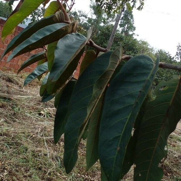 Virola sebifera Folha