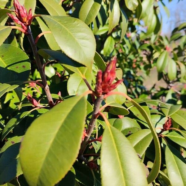 Photinia serratifolia Blomst