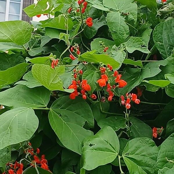 Phaseolus coccineus Blüte