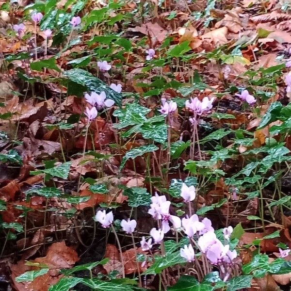 Cyclamen hederifolium Habitatea