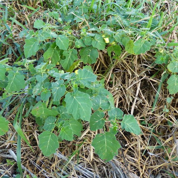 Solanum viarum Feuille