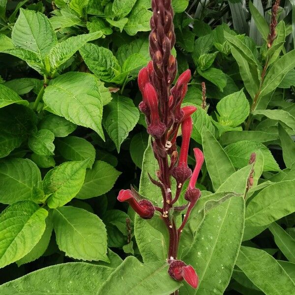 Lobelia tupa Flower