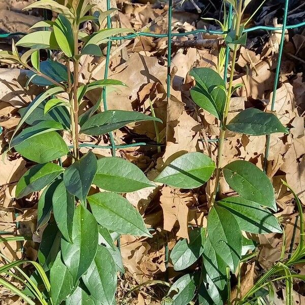 Ligustrum japonicum Folha