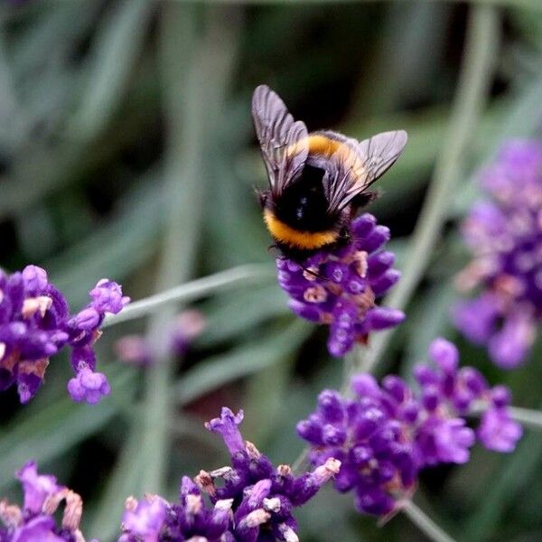 Lavandula angustifolia Kwiat