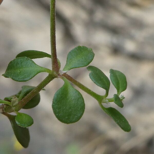 Polycarpon tetraphyllum Écorce