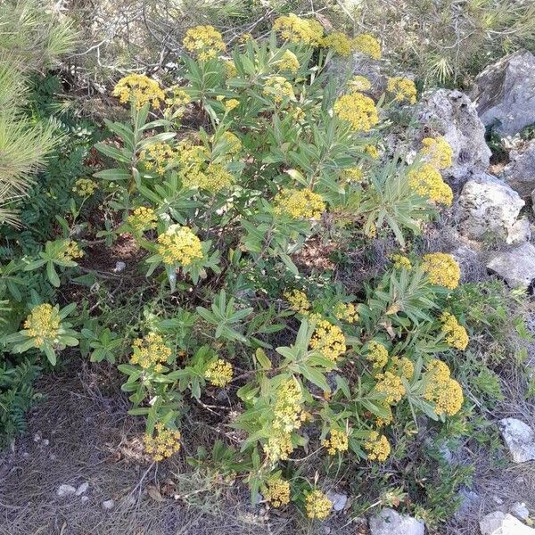 Bupleurum fruticosum 花