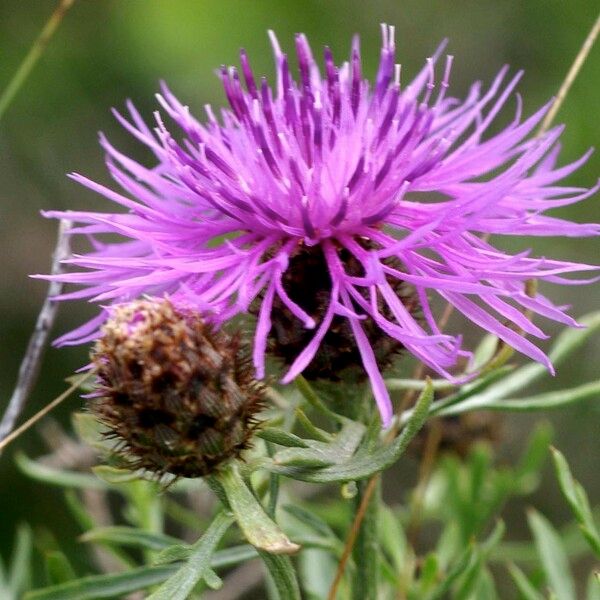 Centaurea corymbosa Flors