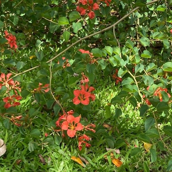 Bauhinia galpinii 花