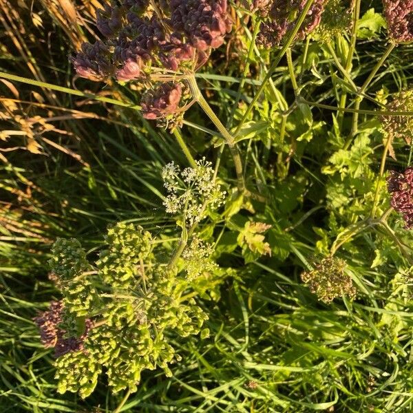 Heracleum sphondylium Flors