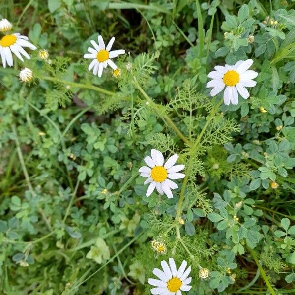 Anthemis cotula Muu