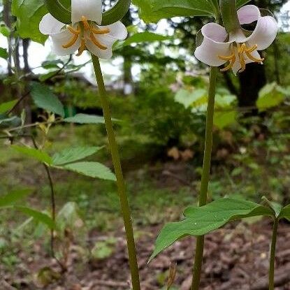 Trillium catesbaei 花