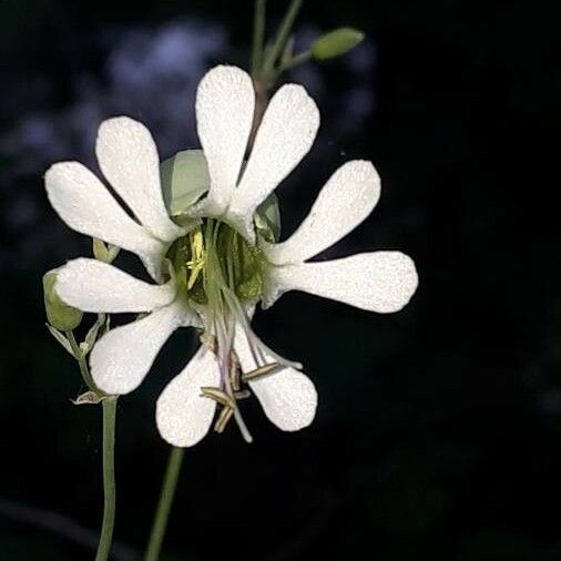 Silene vulgaris Flor