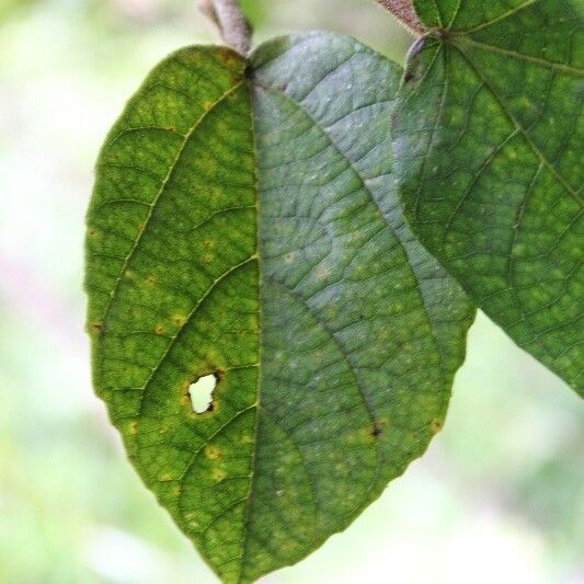 Ficus mauritiana Foglia