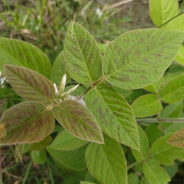 Desmodium intortum 葉