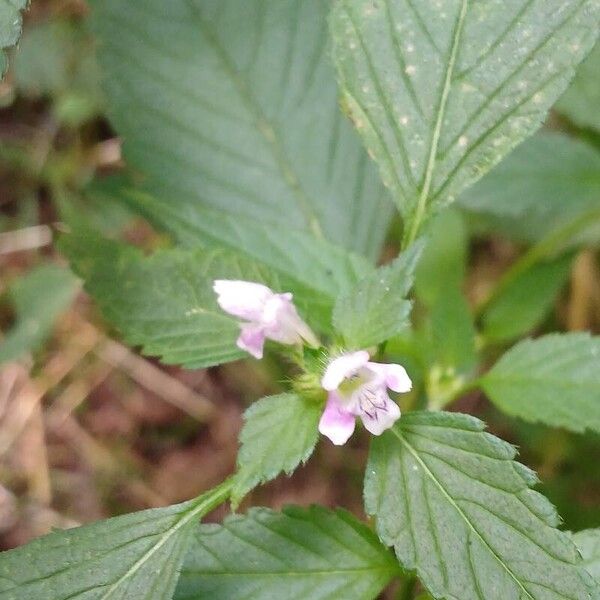 Galeopsis tetrahit Flor