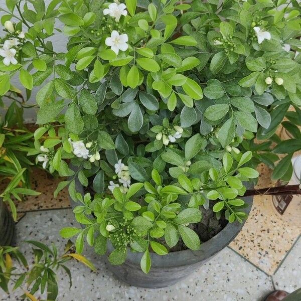 Murraya paniculata Flower