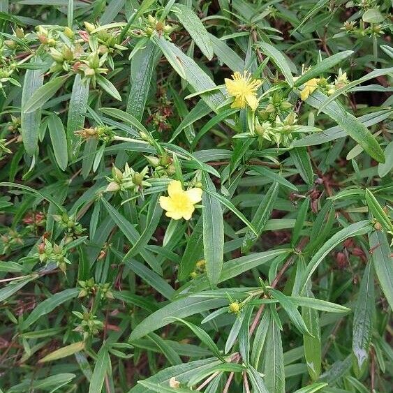 Hypericum prolificum ফুল