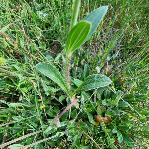 Tuberaria lignosa Leaf