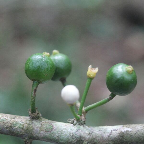 Eugenia stictopetala Fruchs