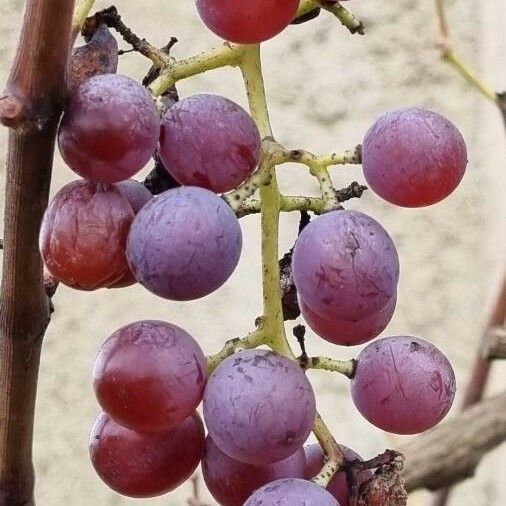 Vitis vinifera Плод