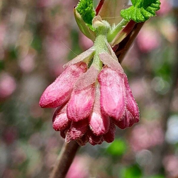Ribes sanguineum Other