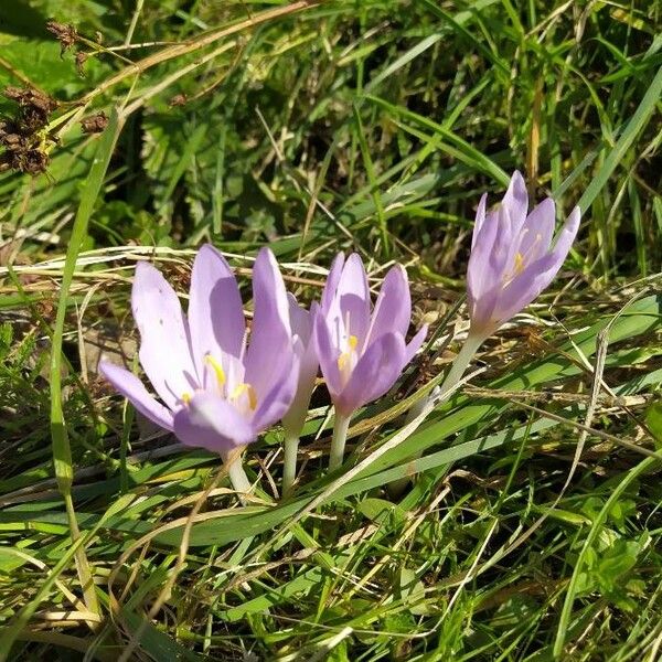 Colchicum autumnale Cvet