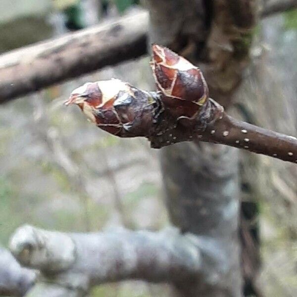 Pyrus pyrifolia Flower