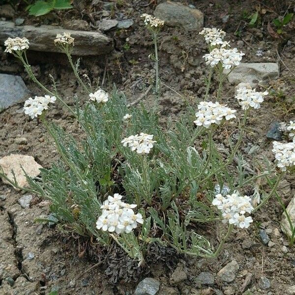 Achillea clavennae Hàbitat