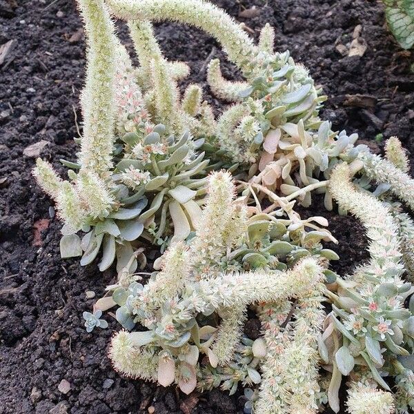 Orostachys malacophylla Flower