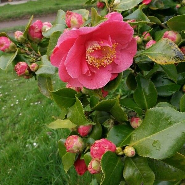 Camellia japonica 花