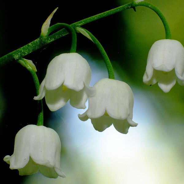 Convallaria majalis Blomma