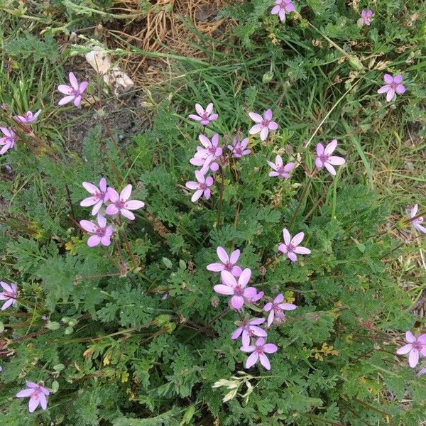 Erodium acaule Žiedas