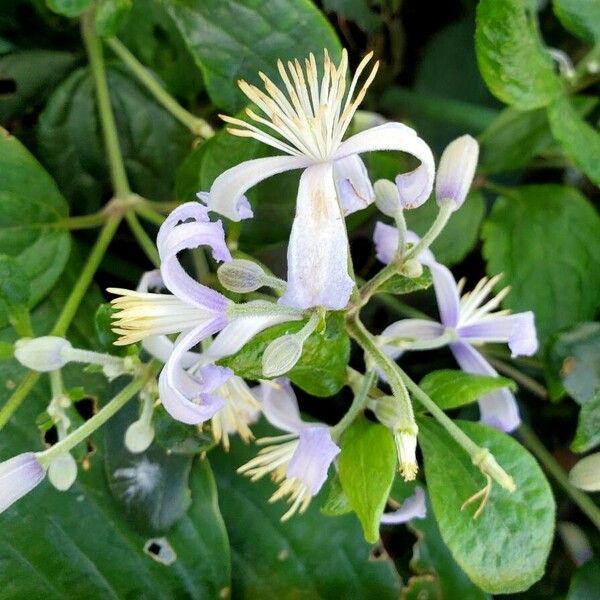 Clematis stans Flower