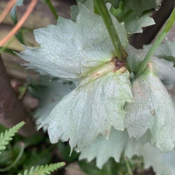 Papaver somniferum Levél