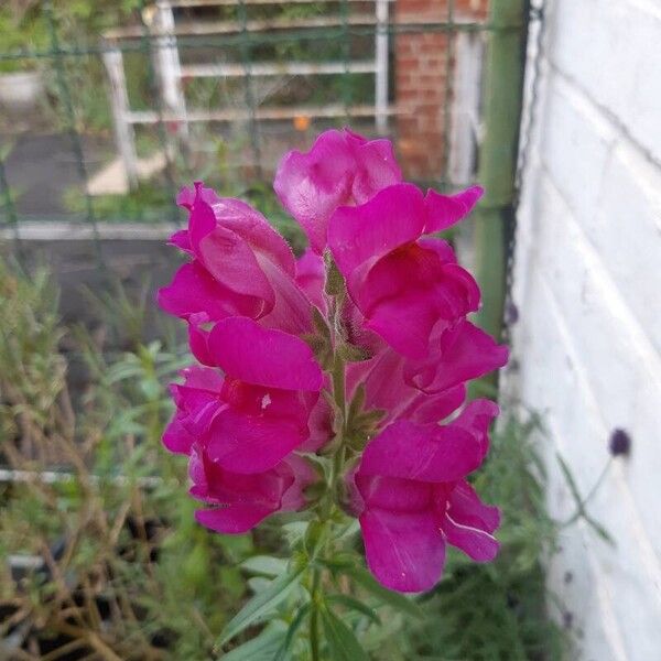 Antirrhinum australe ফুল