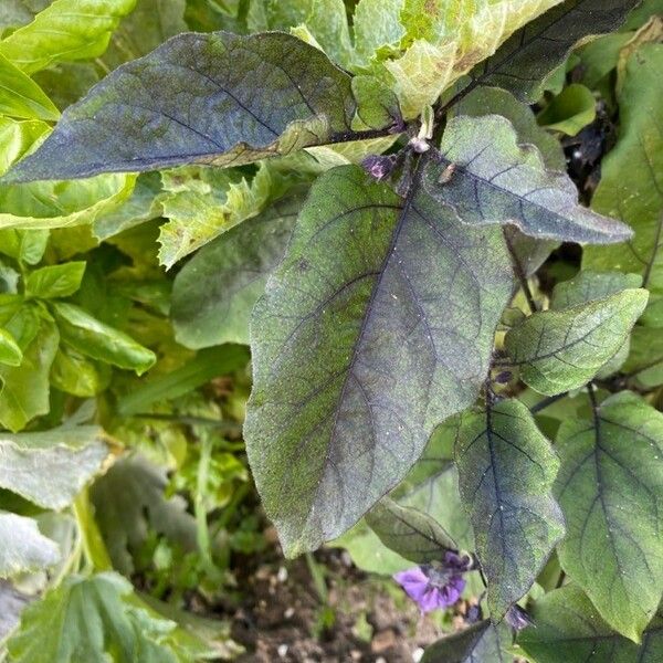 Solanum melongena Folla