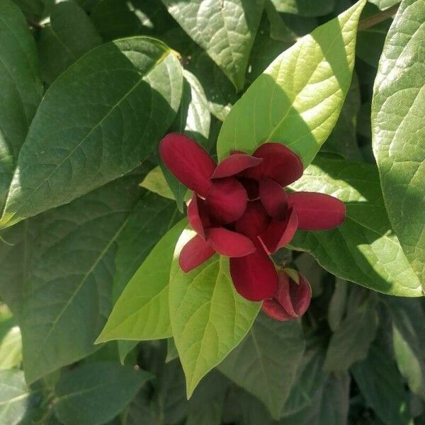 Calycanthus floridus പുഷ്പം