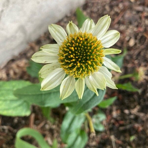 Echinacea pallida Çiçek