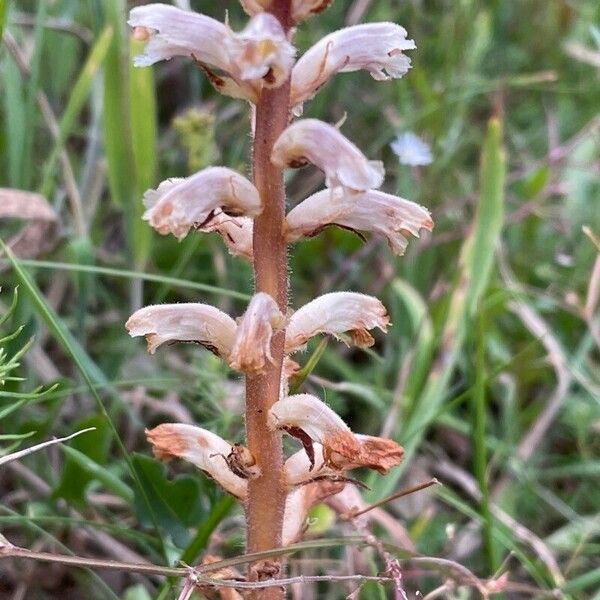 Orobanche minor Blüte