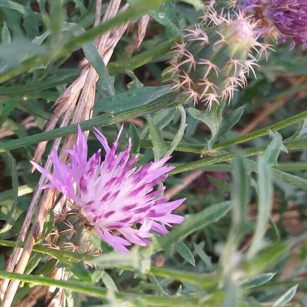 Centaurea aspera Žiedas