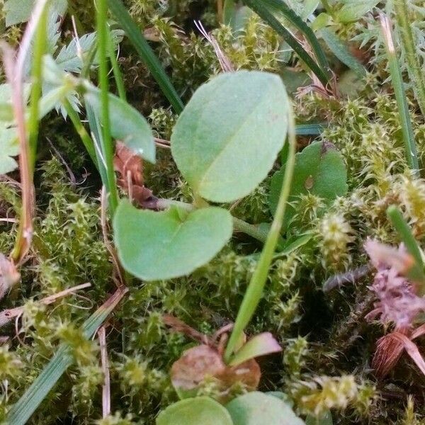 Epigaea repens Liść