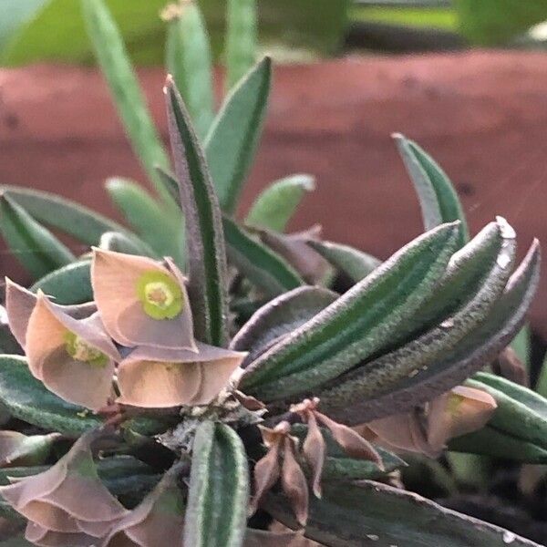 Euphorbia cylindrifolia Cvet