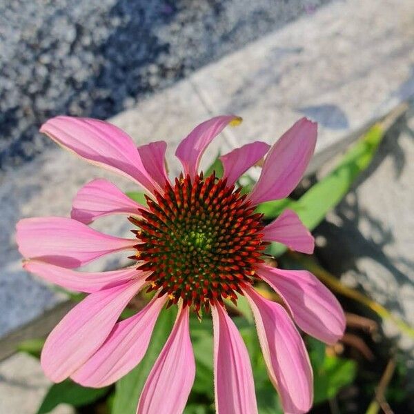 Echinacea angustifolia Květ