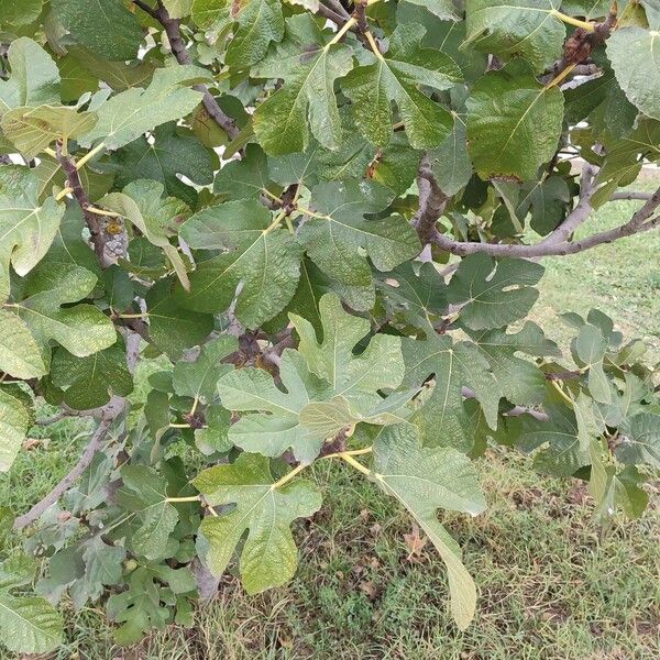 Ficus carica 形態